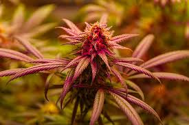 The Ultimate Guide to Marijuana Seeds 4 The Ultimate Guide to Marijuana Seeds 4